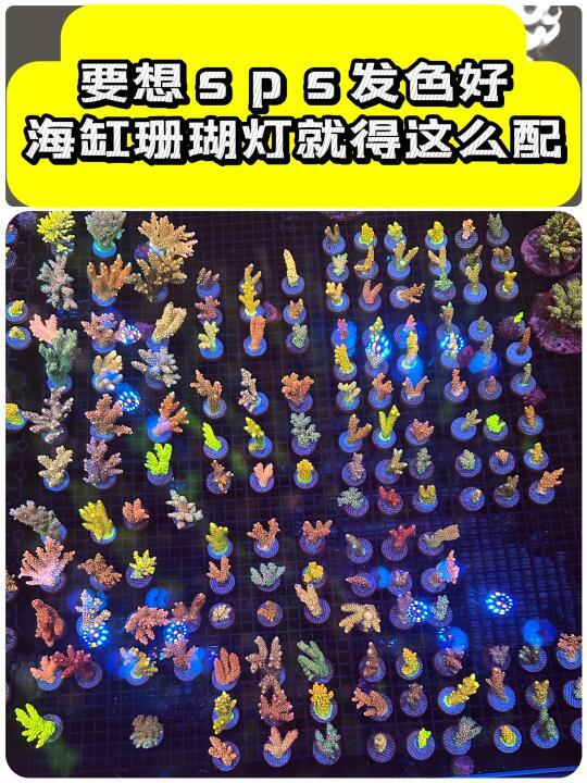珊瑚缸的灯如何原配？