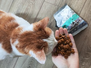 猫猫偷吃伯纳天纯狗粮，我不生气