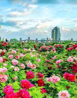 这春暖花开的季节，可以吃香椿芽了