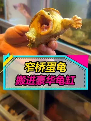 给3800换个大龟缸大别墅，游起来真舒畅啊！这是最近开的第5台缸，距离100台还差95台！！#龟  #蛋龟之王窄桥 #水族 #养龟日常