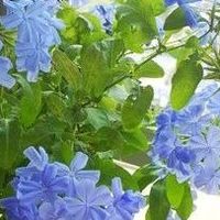 4月养蓝雪花，记住不碰5个“不”，枝叶旺开花美！