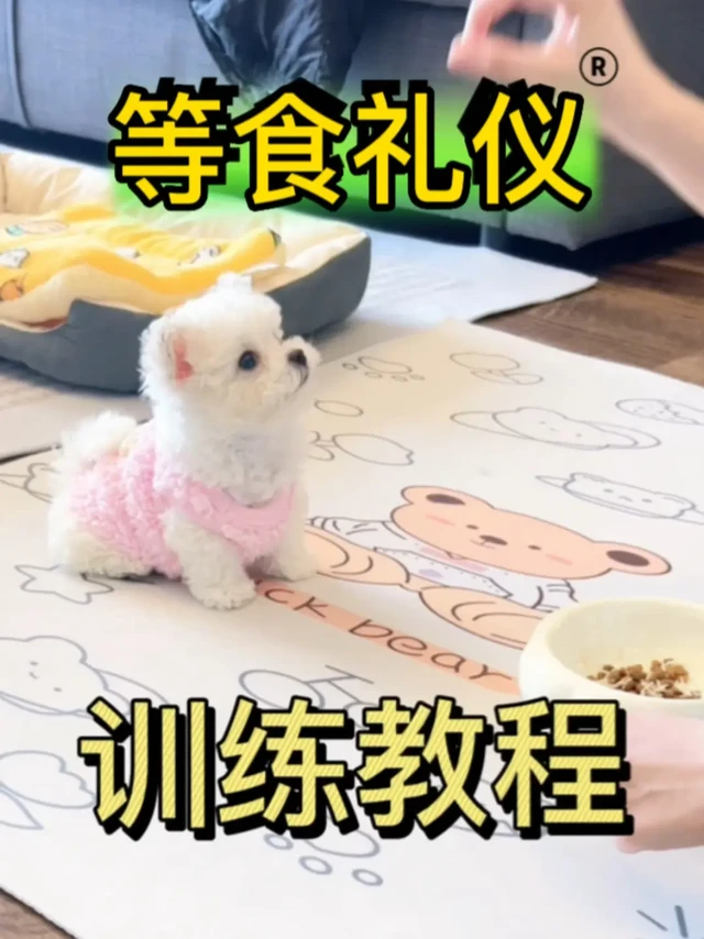 养狗Tips | 如何教狗狗吃饭等食 不护食