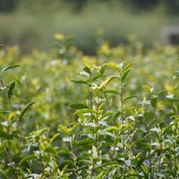 春游江淮 请来池州 | 来青阳，轻煮时光慢煮茶