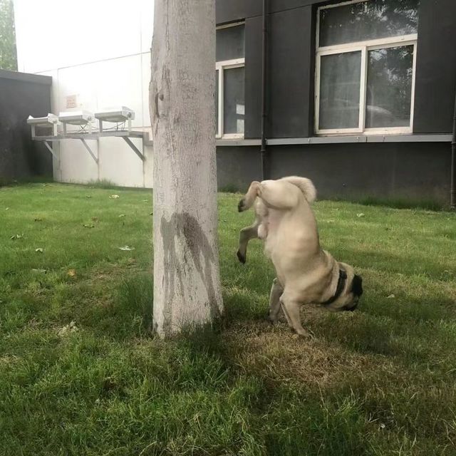 八哥犬真的好臭啊