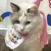 ins风宠物生日帽子装饰口水巾猫咪围兜