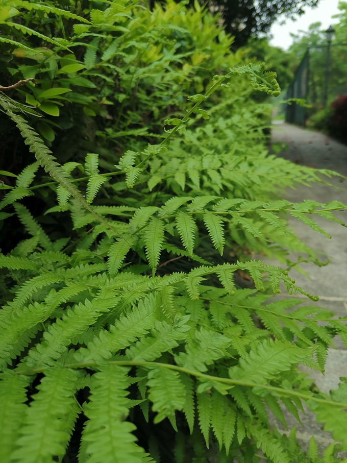 鲜花绿植