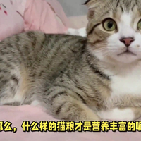 养猫知识 篇十二：虎斑猫的专属猫粮，你选对了吗？