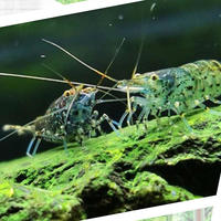 黑壳虾养护：打造理想水族箱环境