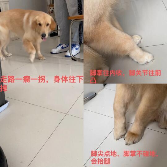 狗狗关节炎、神经炎😔仅三天治疗好