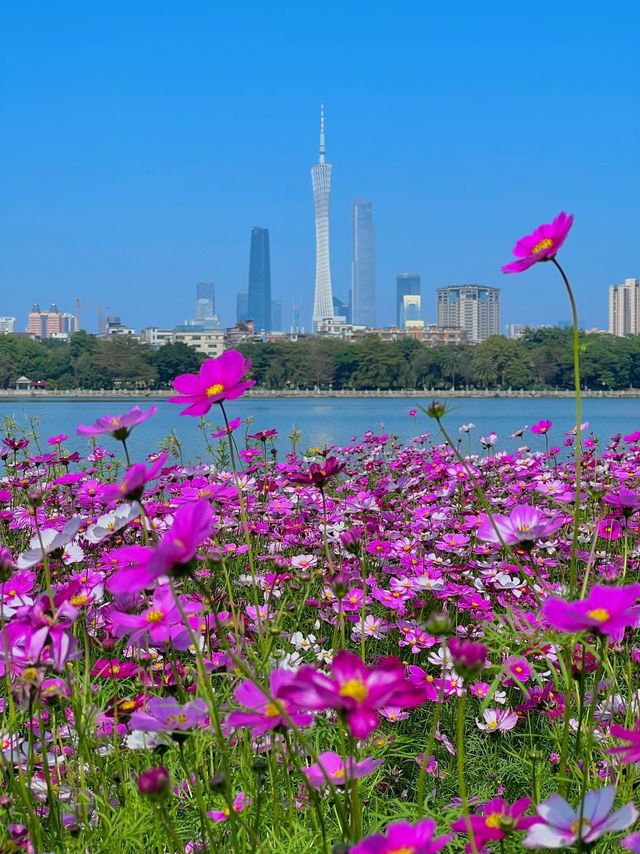 海珠湖公园的花海