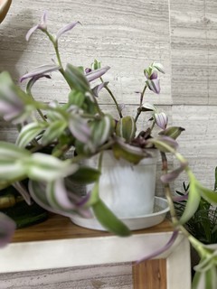 一款紫露草，室内绿植的盆栽