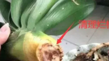 君子兰烂根了？用水苔来拯救，一个月长出大白根