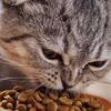 如何挑选猫粮？教你8招，轻松挑出优质猫粮！