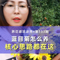 蓝目菊怎么养，不容易死且开花多？