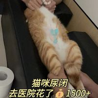 三个月对抗猫咪尿闭的血泪史经验分享