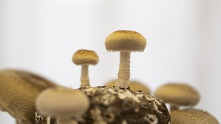 超级菇菇，现摘现吃，一天天看着长大的小蘑菇！