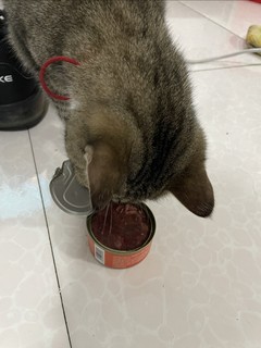 猫猫还是不吃罐头