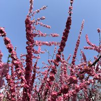 东风夜放花千树——最北省会的春花终于也盛开了
