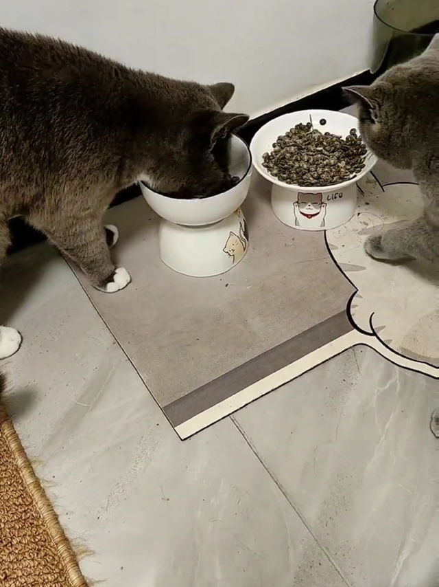 蓝氏猎鸟乳鸽猫粮