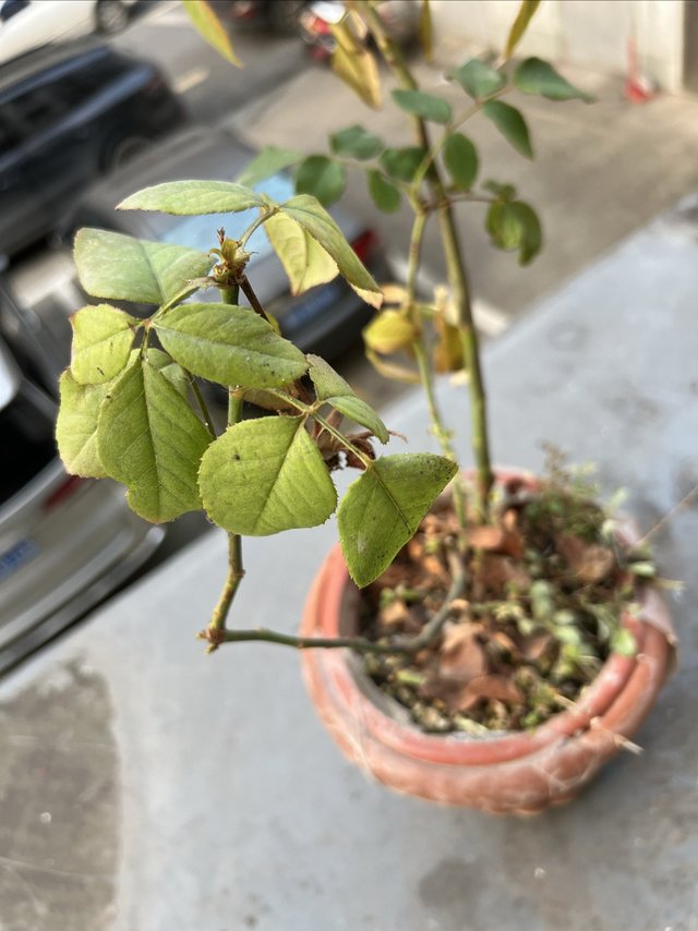 又一盆被我露养了有点生病了的月季