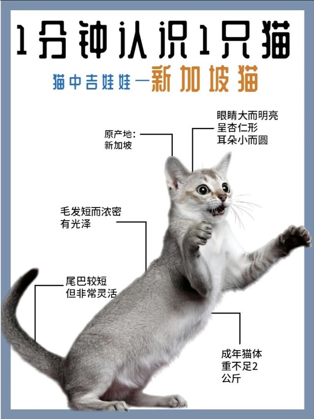 1分钟认识1只猫｜新加坡猫