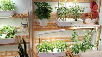 最近搬家了，没有阳台，生长中的植物该怎么摆放呢？