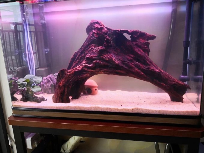 小鱼儿们的梦幻水族箱!