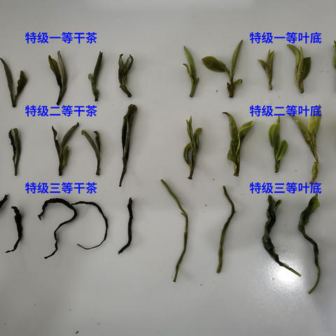 谢裕大特级一等、特级二等、特级三等黄山毛峰区别介绍