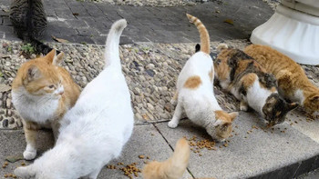 流浪猫如何喂养，它们可以吃什么？