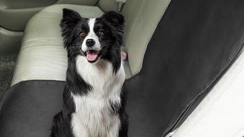 狗狗的移动城堡？这些车载狗垫让宠物旅行不再烦恼！