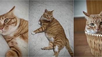 流浪猫那点事儿 篇六：流浪的橘猫 快要进入7岁高龄了