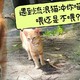 遇到流浪猫，喂还是不喂？