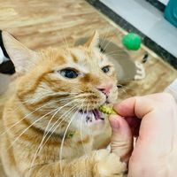 网易严选猫薄荷饼干宠物幼猫成猫猫咪零食饼干薄荷味 95克