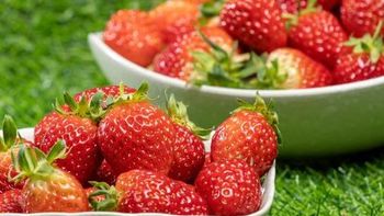 草莓什么品种最甜最好吃？