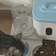 宠物养殖的新选择：猫碗狗碗双碗自动喂食器