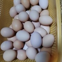 农家散养土鸡蛋！超新鲜