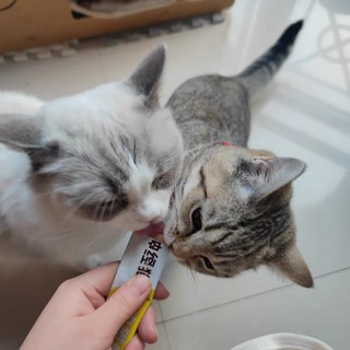 神经猫鲜肉猫条：猫咪的味蕾盛宴与全面营养守护