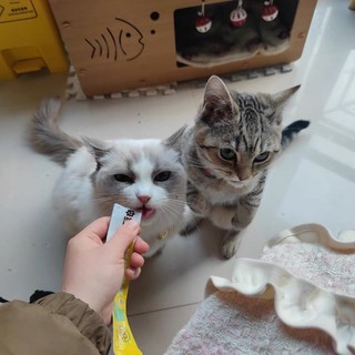 神经猫鲜肉猫条：猫咪的味蕾盛宴与全面营养守护