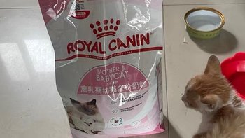 皇家BK34：孕猫及1-4月龄幼猫的首选营养之粮