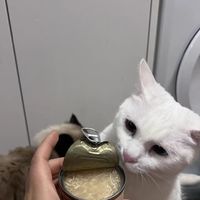 猫罐头主食罐补充营养增肥补水试吃猫咪零食猫条成猫幼猫湿粮24罐