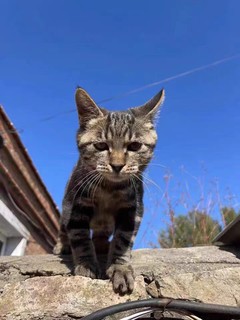 Leiboo徕本混合豆腐猫砂除臭无尘豆腐砂可冲厕所膨润土猫沙包邮