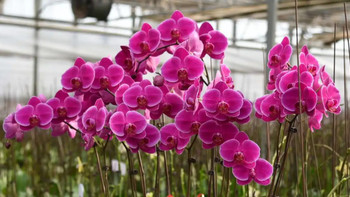 五大热门兰花品种，打造阳台独特风景线，2024年养花就选它们！