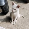 救助流浪猫的营养助力