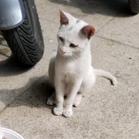 救助流浪猫的营养助力