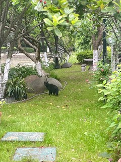 流浪猫也需要好的生活环境，请大家善待流浪猫