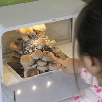 把蘑菇基地搬回家，带孩子一站式体验采蘑菇小姑娘的乐趣