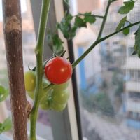 阳台种小西红柿，五一收获