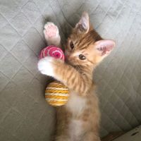 憨憨乐园 猫玩具球逗猫猫咪自嗨神器球自动磨牙剑麻球