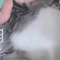 宠爱元气鸡肉猫粮