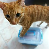 流浪猫救助协会，猫猫生长需要的高蛋白营养来源